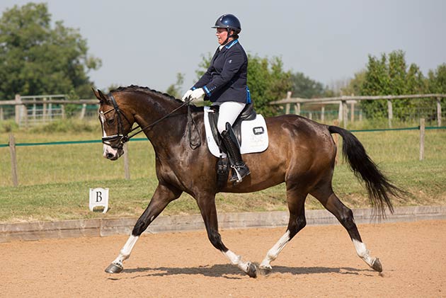 Dressage