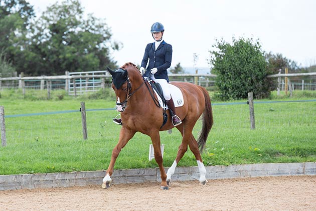 Dressage